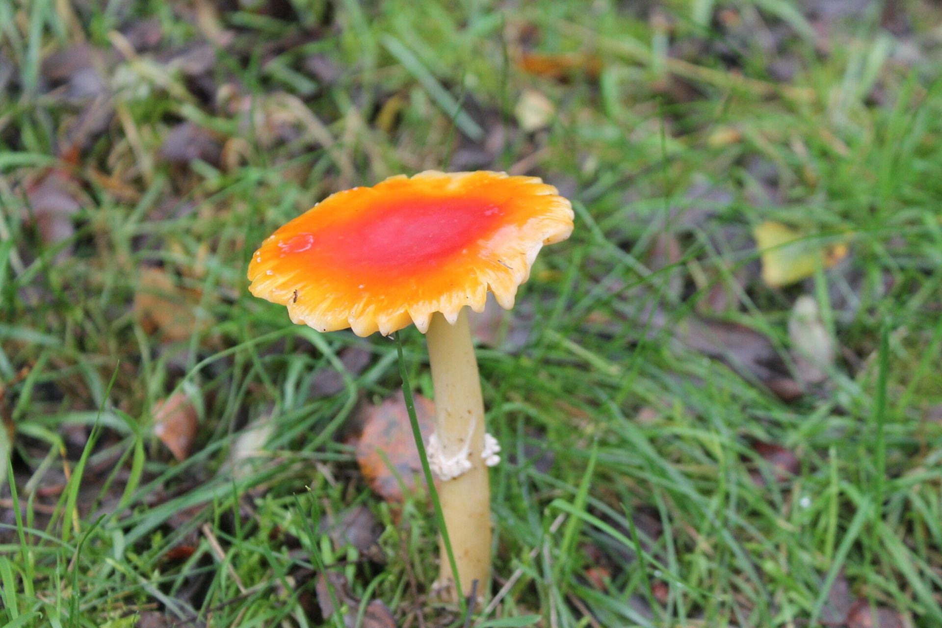 Las imágenes del hayedo de Busmayor