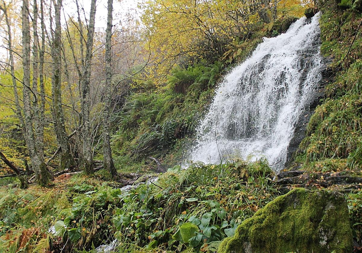 Las imágenes del hayedo de Busmayor