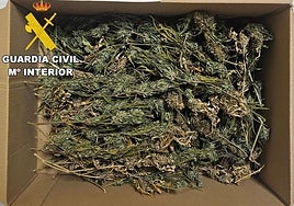 Imagen de las sustancias incautadas por la Guardia Civil.