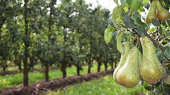 Indignación entre los productores bercianos por la distribución de fruta procedente de Valencia entre los escolares