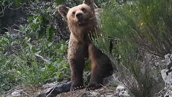 El «extraordinario» avistamiento de cinco osos en dos horas que captó un profesor del Bierzo