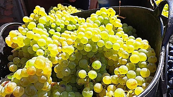 La DO Bierzo espera un adelanto del inicio de la vendimia de este año