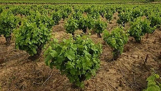 La Guía Peñín 2027 corona con 100 puntos a un vino del Bierzo