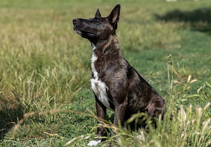 La perra es un cruce de bull terrier de año y medio.