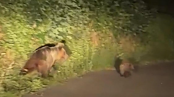 Una osa y su osezno se cruzan en una carretera del Bierzo