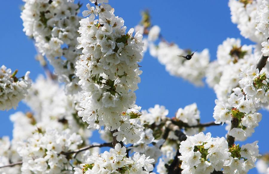 Cerezos dle Bierzo en flor. 