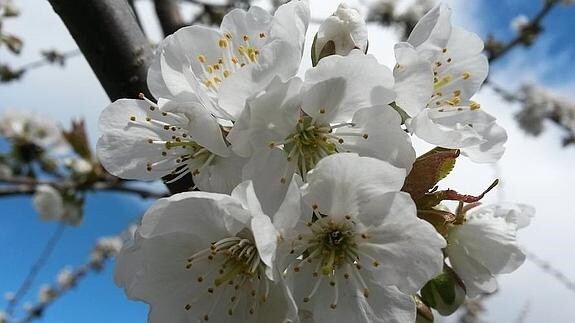 Las flores de los cerezos, visten de blanco Corullón en primavera.