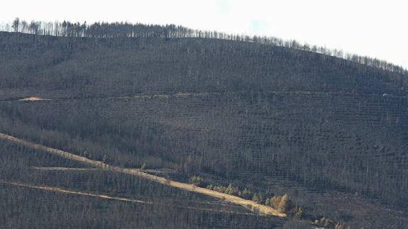 Imagen de la superficie arrasada por el incendio que tuvo lugar en septiembre