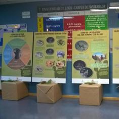 Exposición sobre el oso pardo cantábrico en el Campus de Ponferrada.