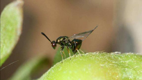 Avispilla del castaño.