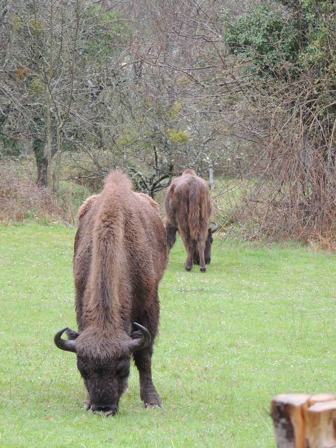 El primer bisonte en Asturias en 10.000 años