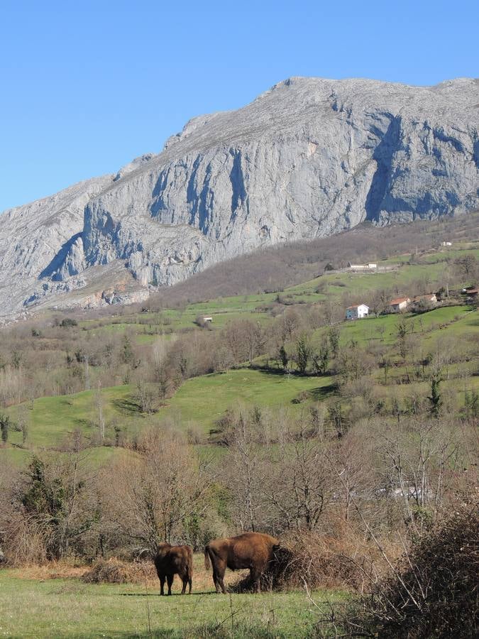 El primer bisonte en Asturias en 10.000 años