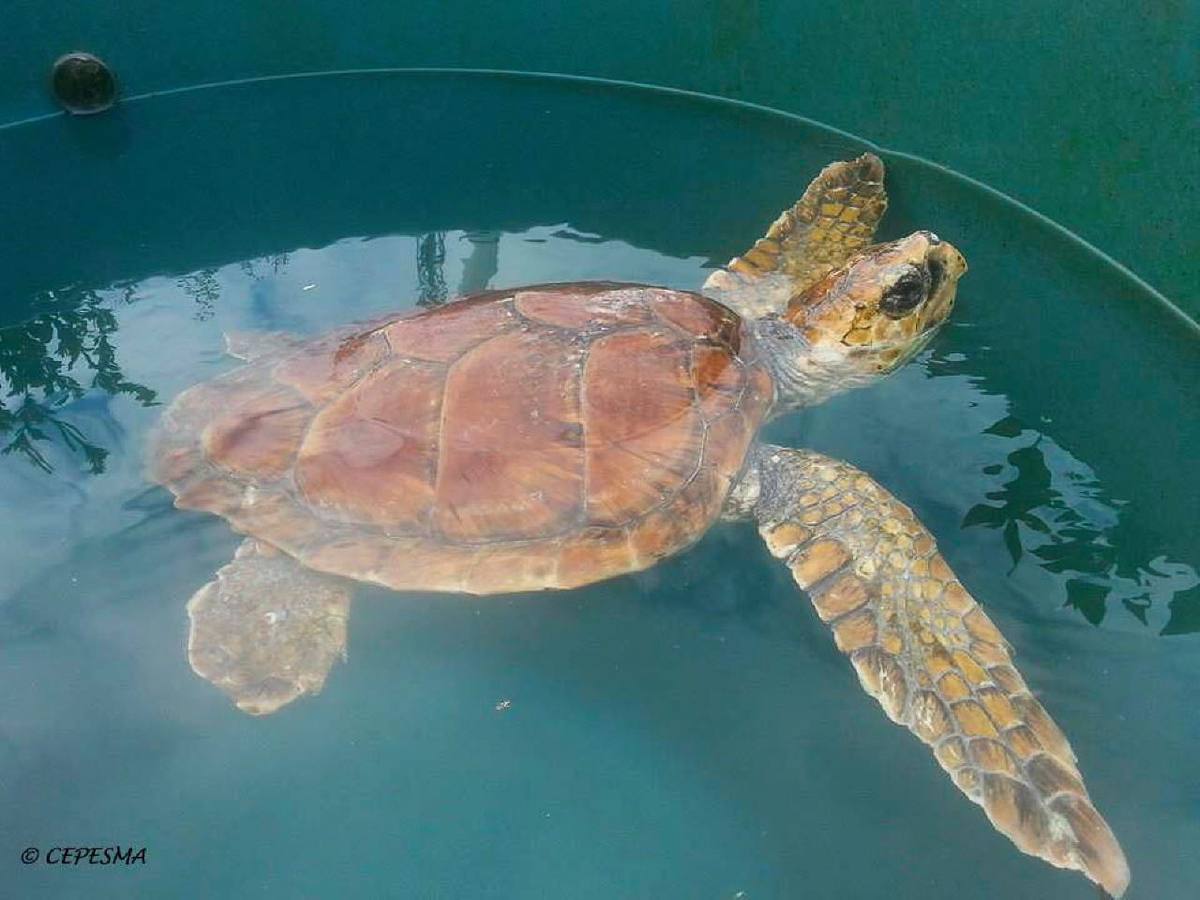 El rescate de &#039;Tugui&#039; en El Musel