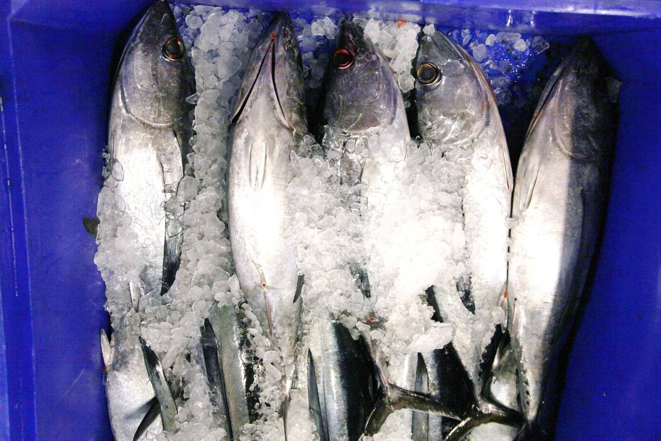 La rula de Avilés subasta 7.400 kilos de bonito