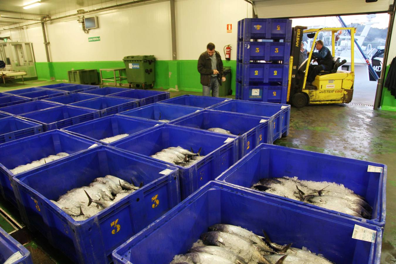 La rula de Avilés subasta 7.400 kilos de bonito