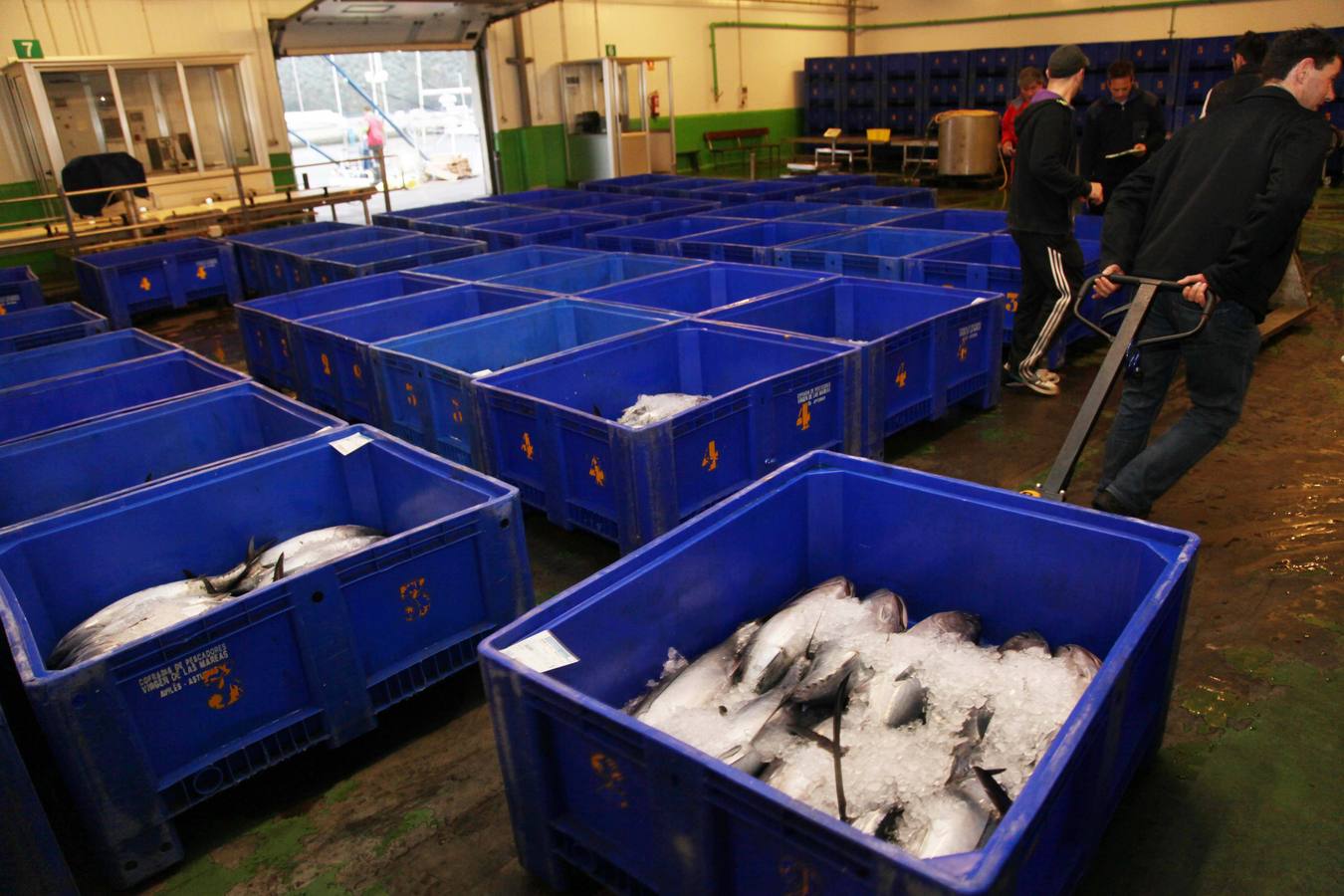 La rula de Avilés subasta 7.400 kilos de bonito