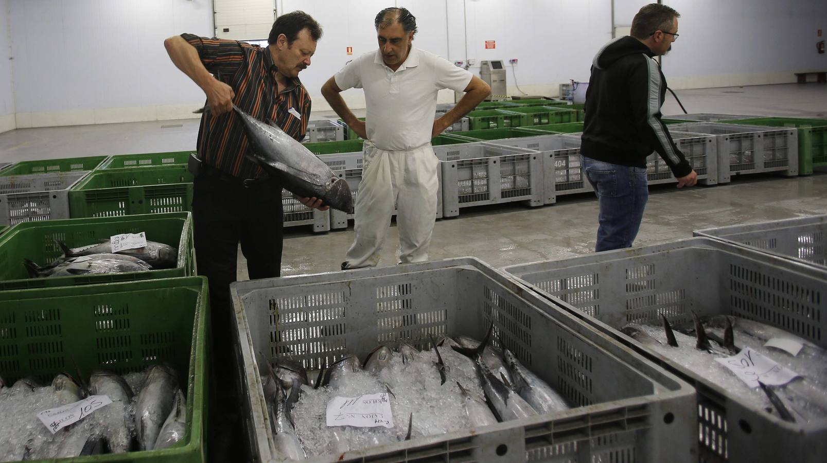 Las imágenes de los primeros bonitos de la rula de Gijón