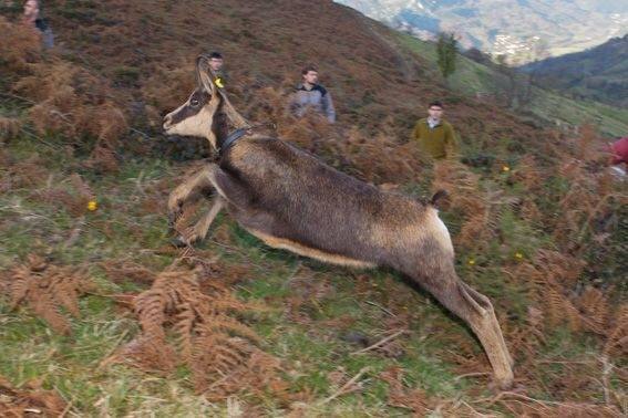 Los rebecos se asientan en la sierra del Aramo