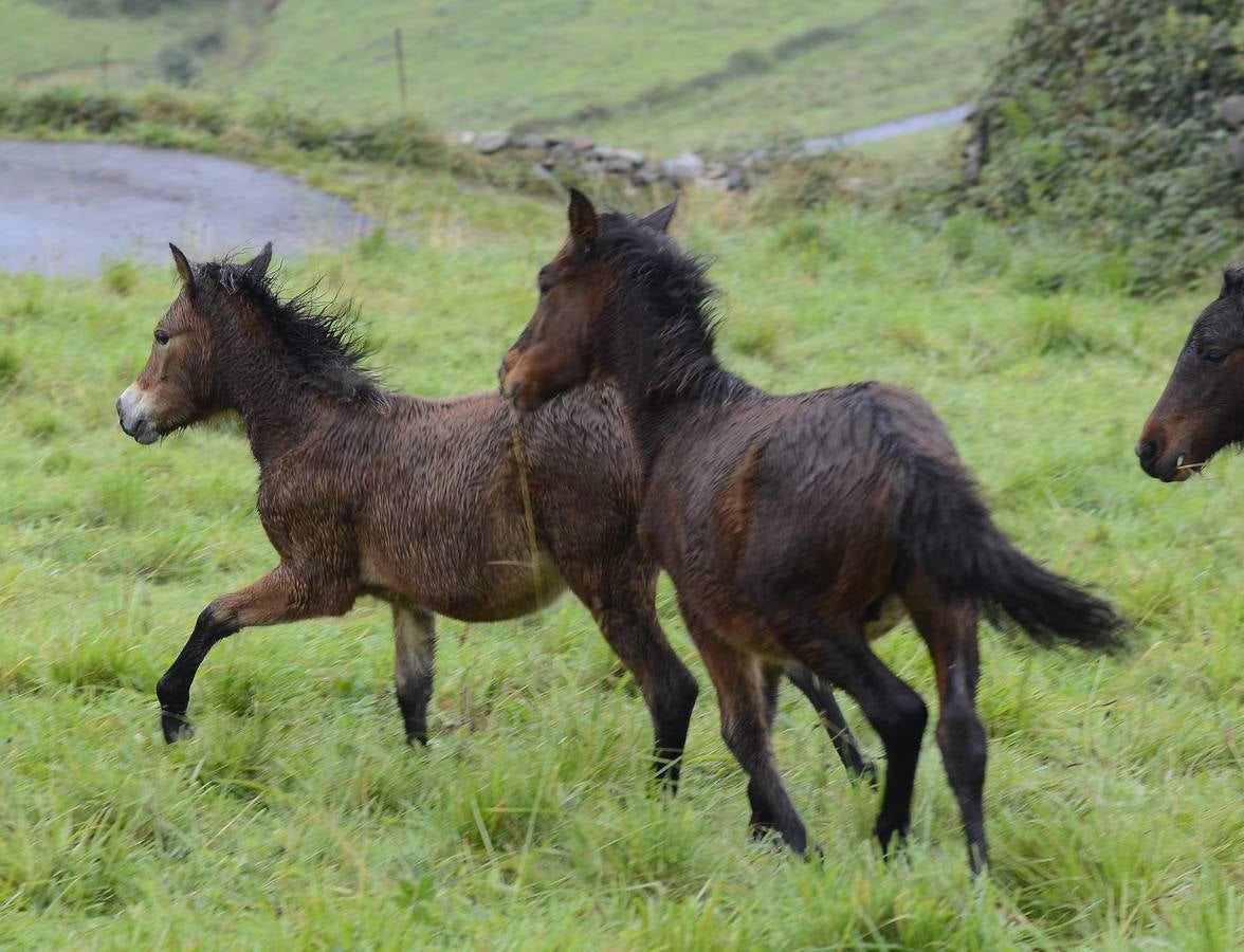 Los asturcones