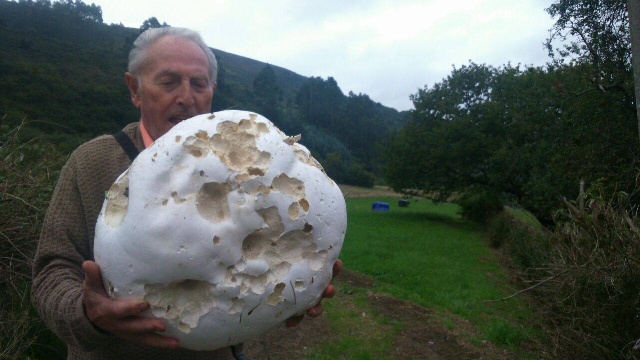 Encuentran en Gijón tres ejemplares gigantes de las setas &#039;Lycoperdon perlatum&#039;
