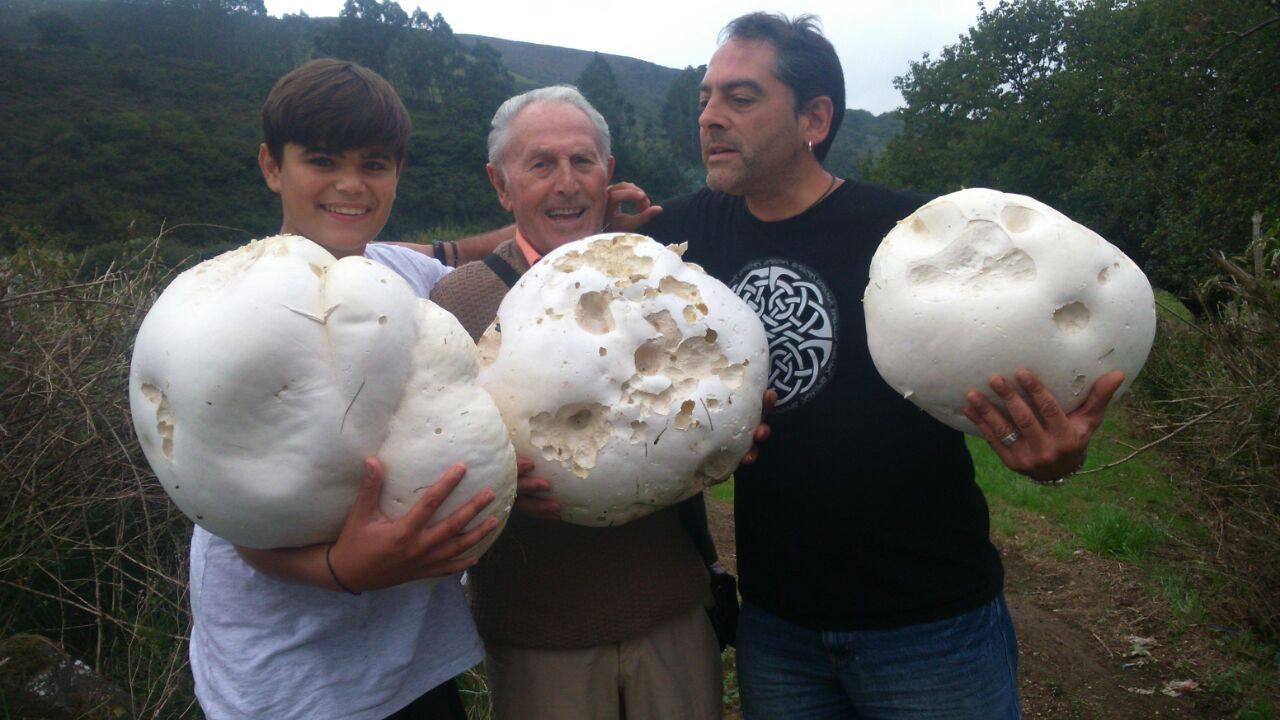 Encuentran en Gijón tres ejemplares gigantes de las setas &#039;Lycoperdon perlatum&#039;