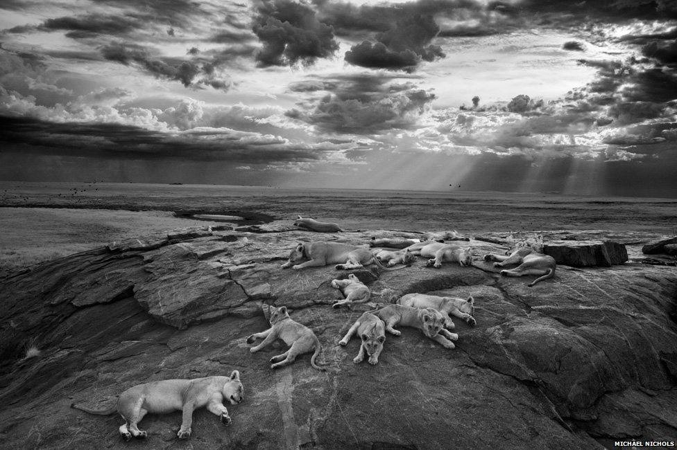 Leonas durmientes. La mejor imagen de naturaleza del año. El autor siguió durante 6 meses a las leonas y tomó su fotografía desde lo alto de su vehículo con luz infrarroja. La directora de fotografía en GEO France, dijo que 'tiene todos los elementos de una imagen perfecta'.