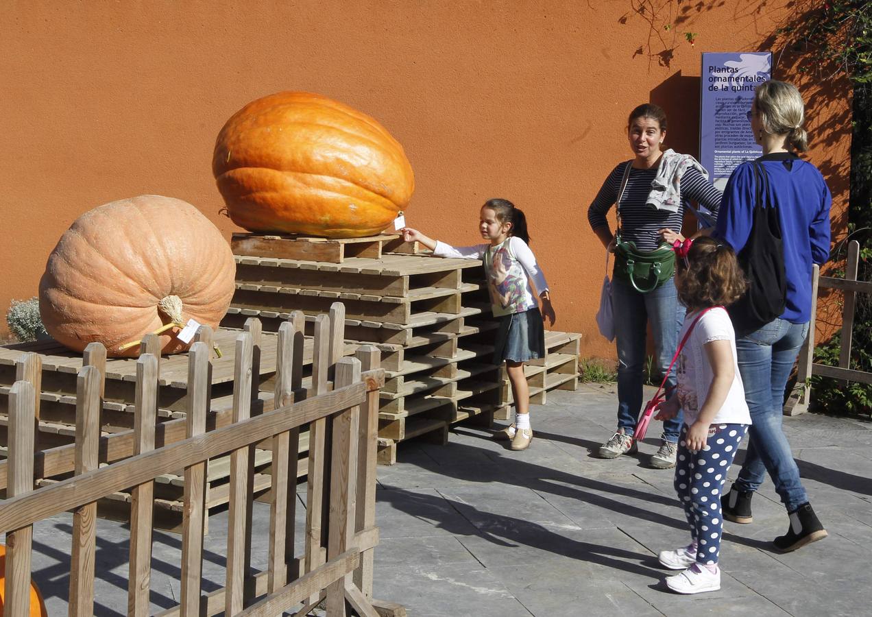 Calabazas en el Botánico