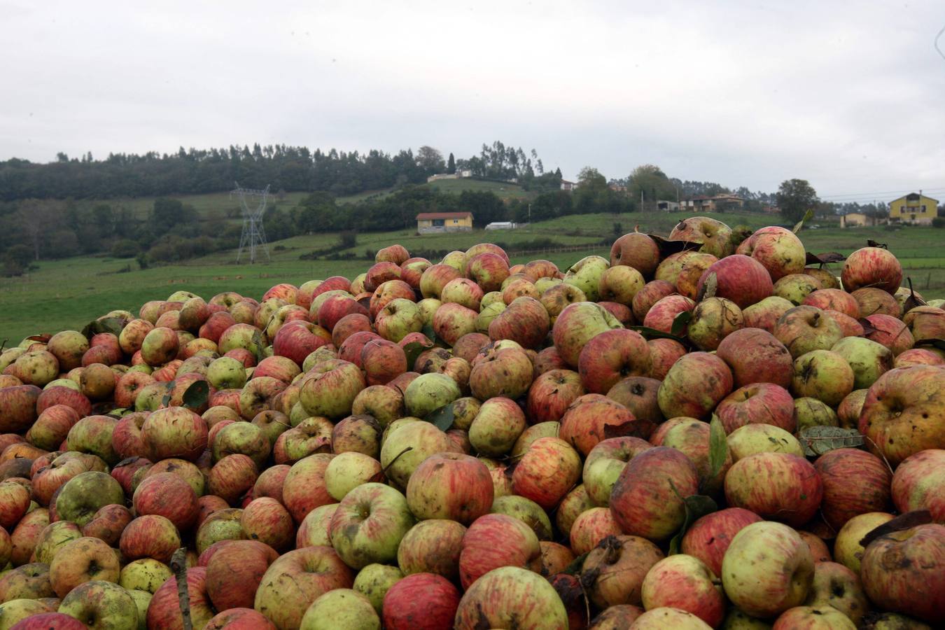 Los lagares asturianos, en plena elaboración de la sidra