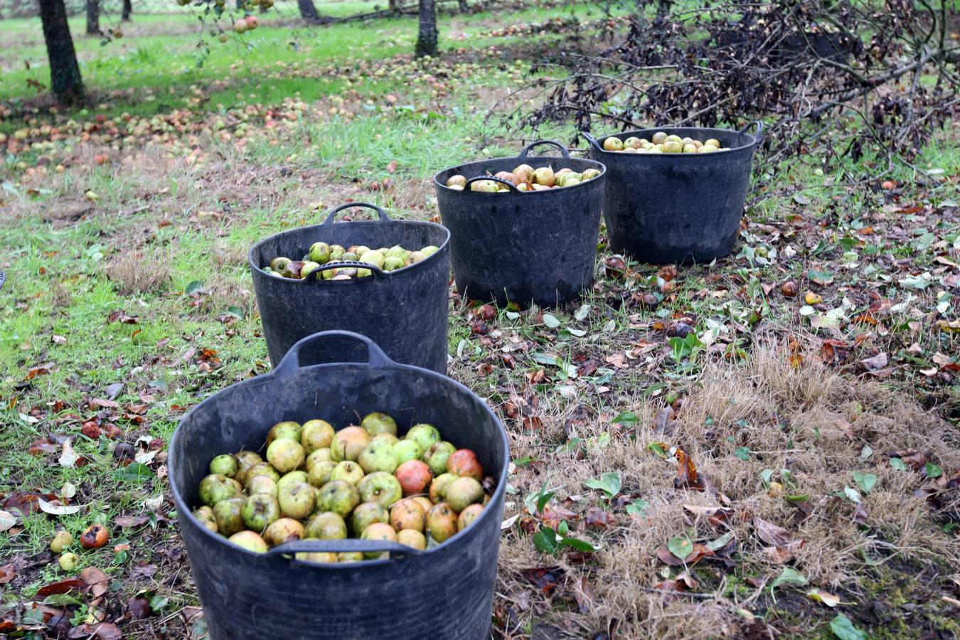 Los lagares asturianos, en plena elaboración de la sidra