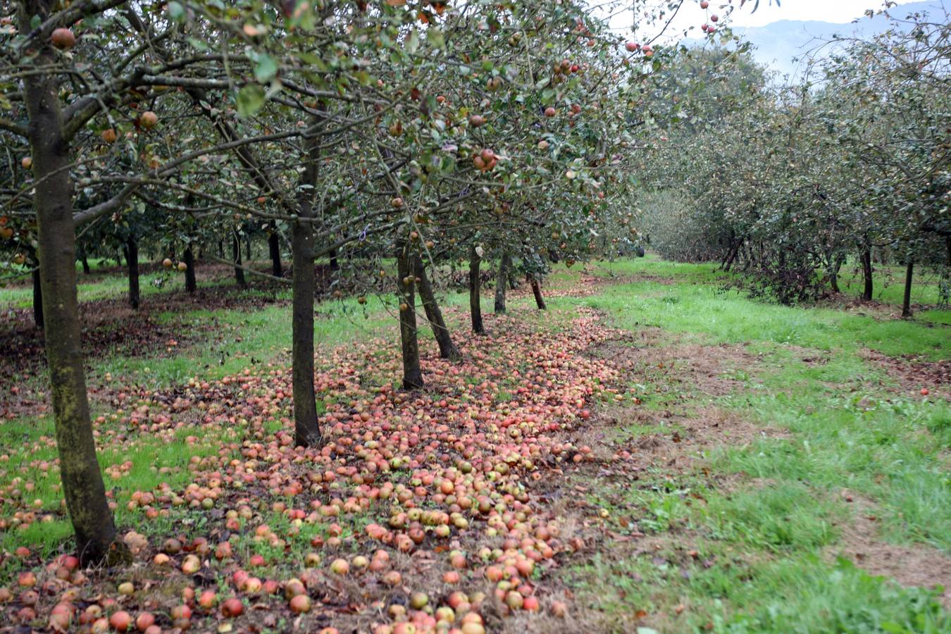 Los lagares asturianos, en plena elaboración de la sidra