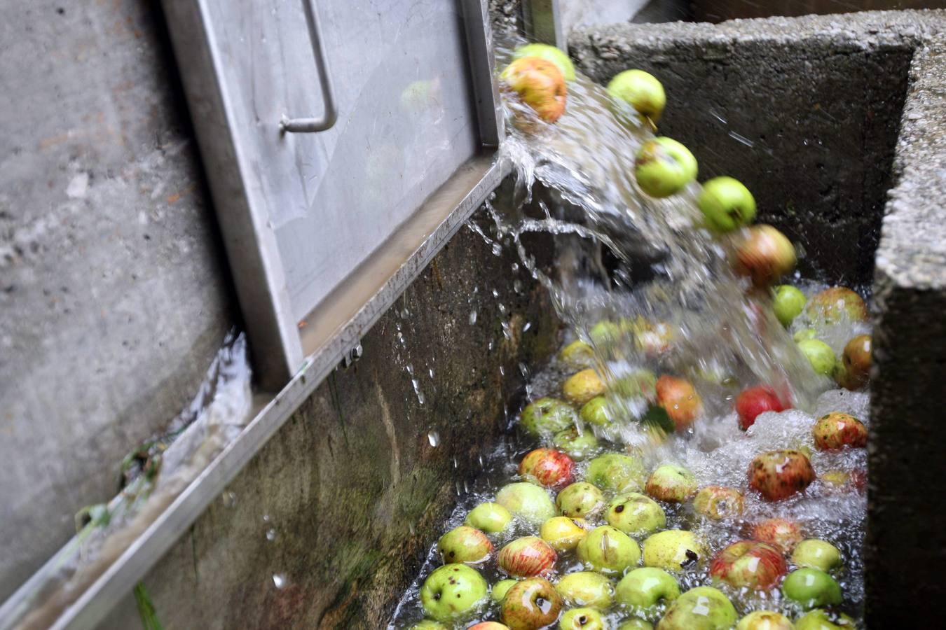 Los lagares asturianos, en plena elaboración de la sidra