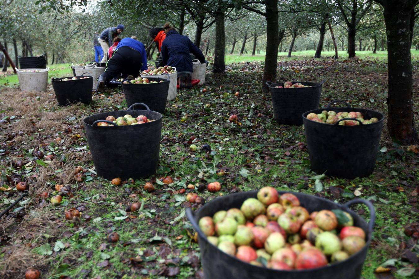 Los lagares asturianos, en plena elaboración de la sidra