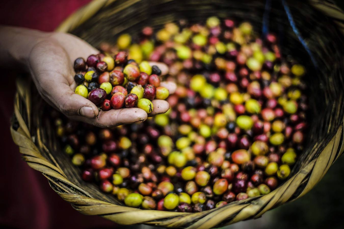 En los secaderos de café en Nicaragua