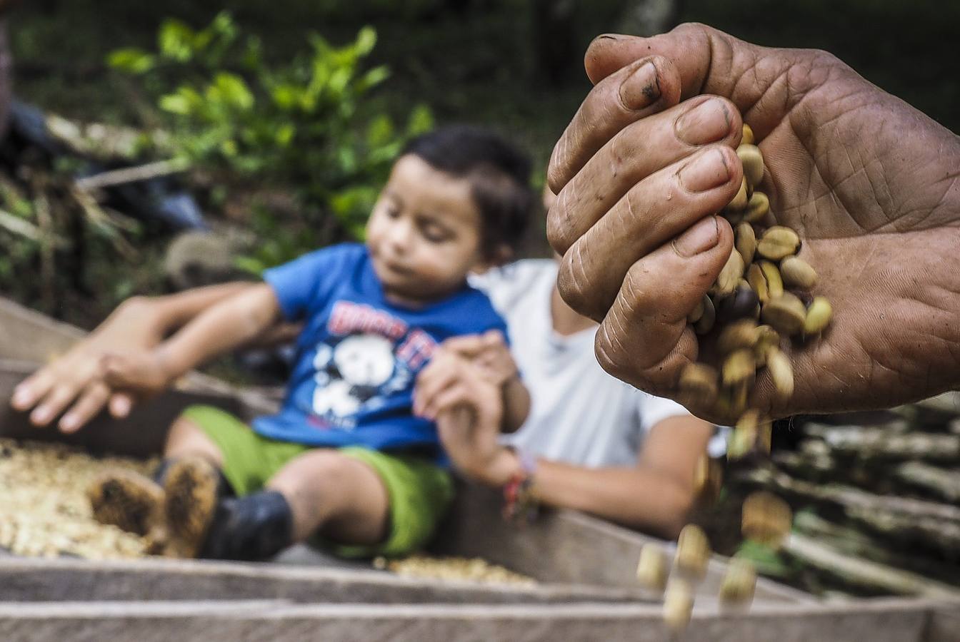 En los secaderos de café en Nicaragua