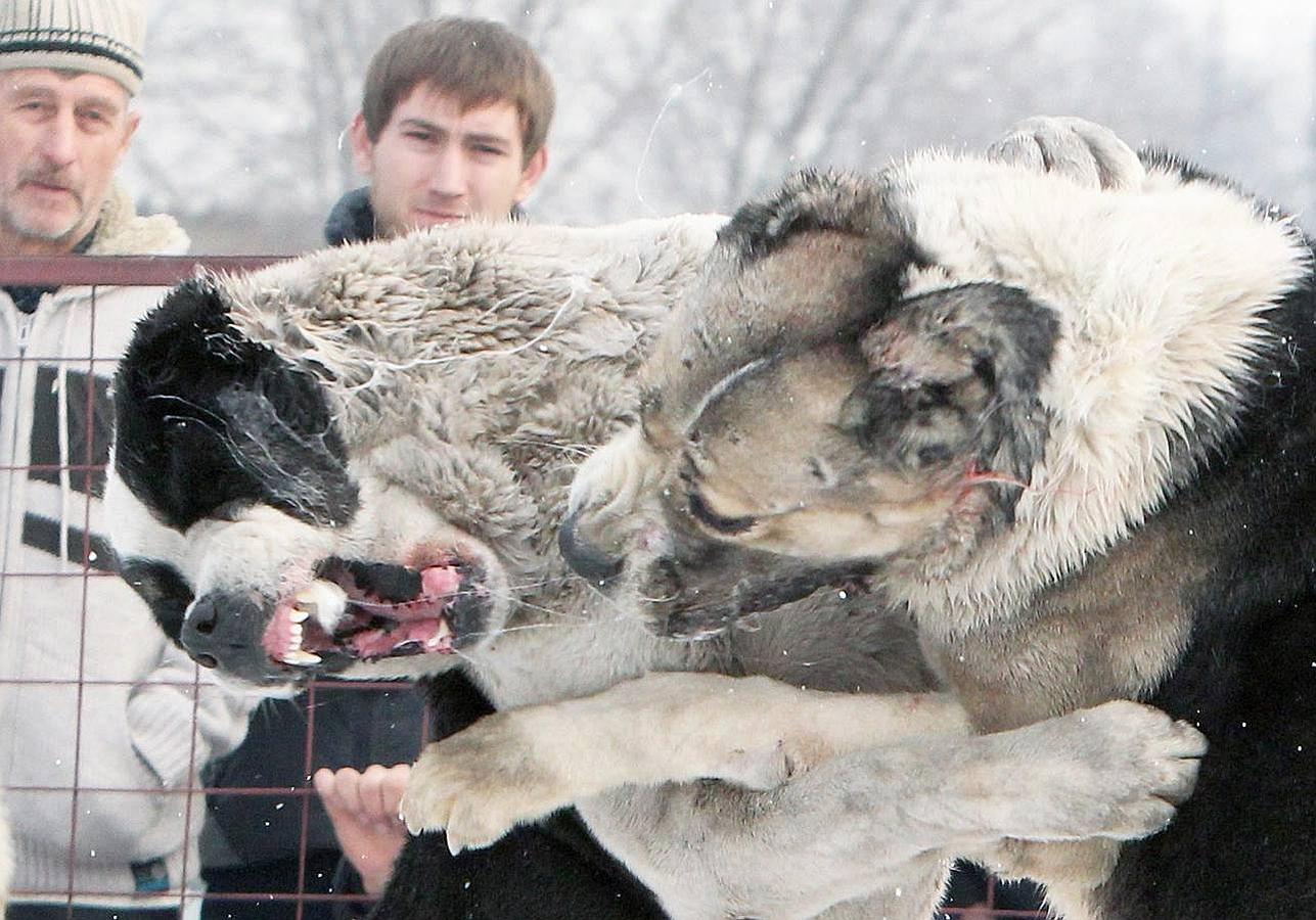Brutalidad animal en Kirguistán