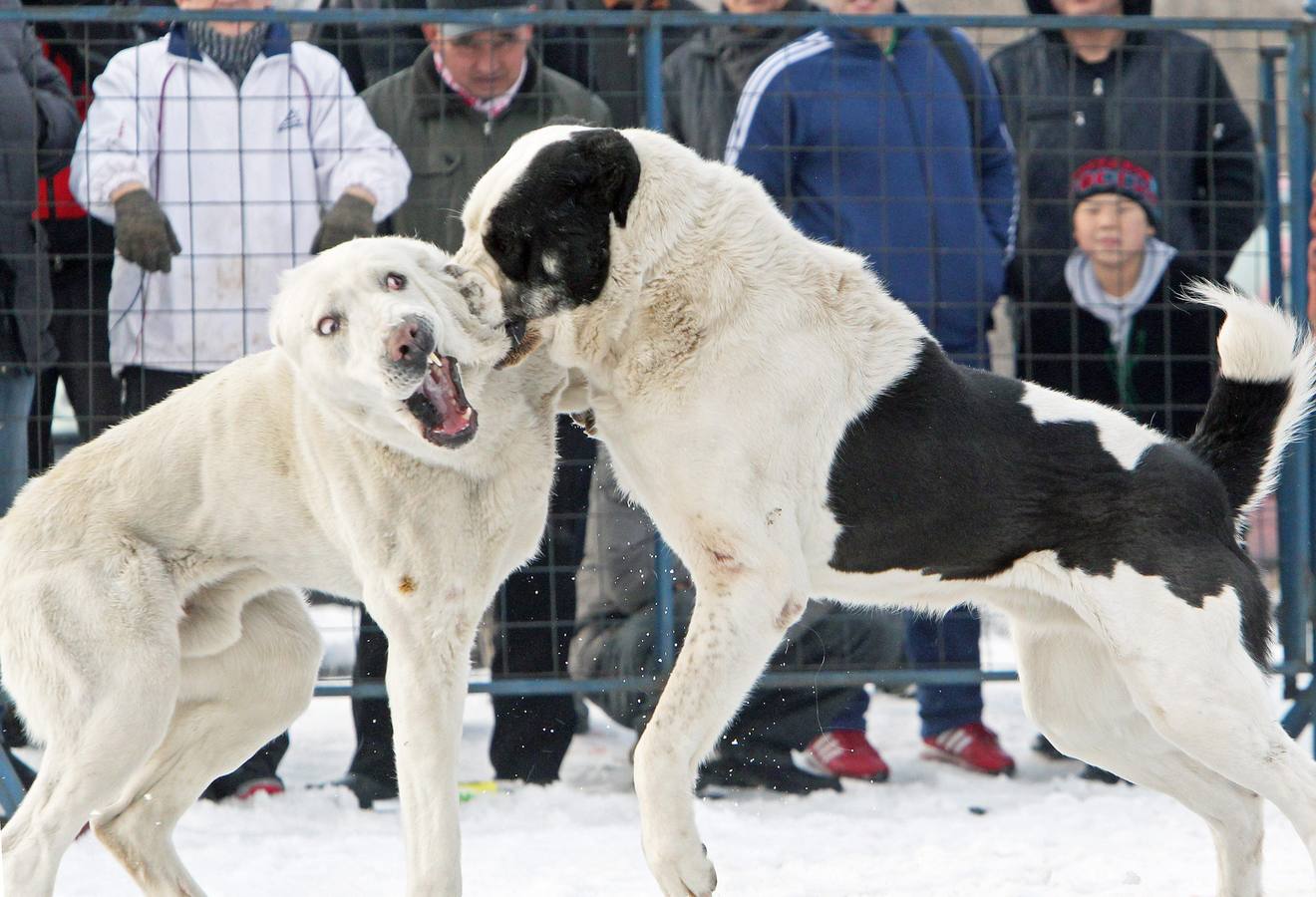 Brutalidad animal en Kirguistán