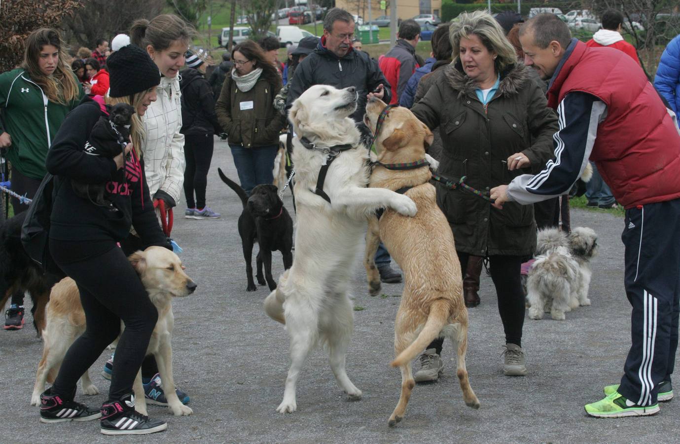 La San Silvestre de los perros