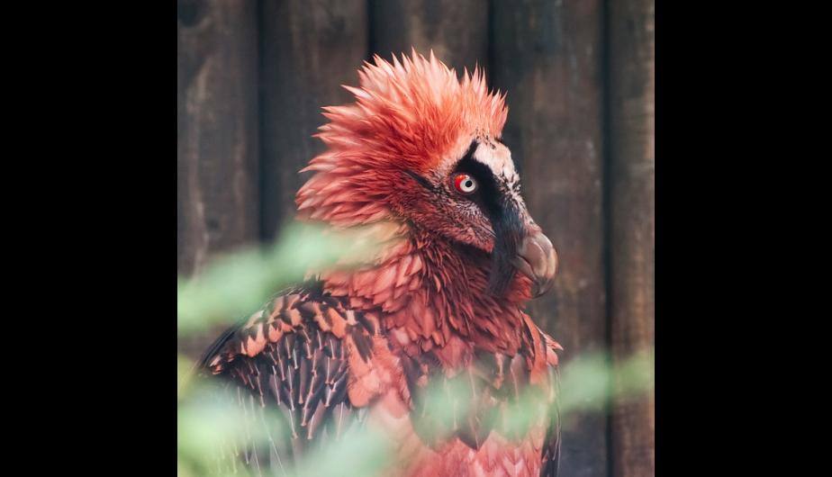 Bearded Vulture