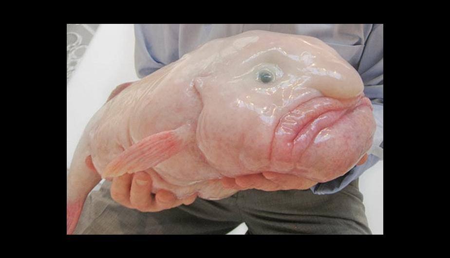 Blobfish