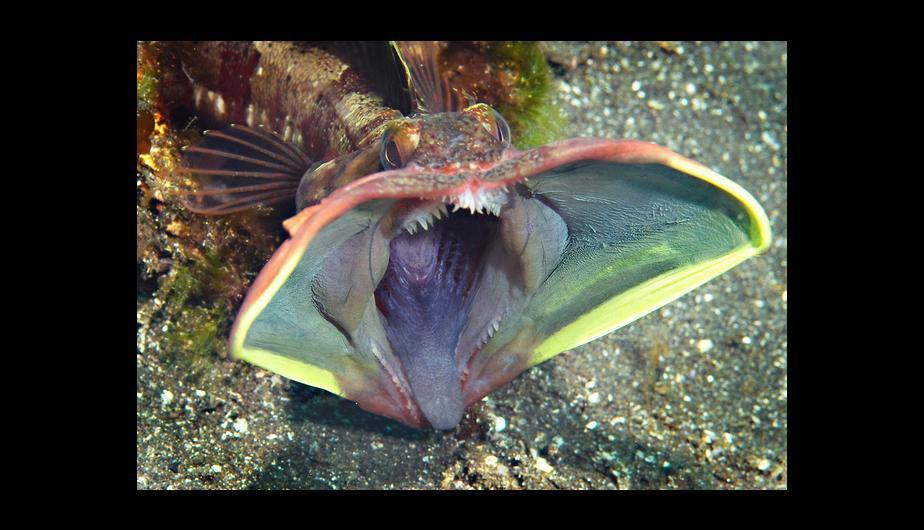 Sarcastic Fringeheads