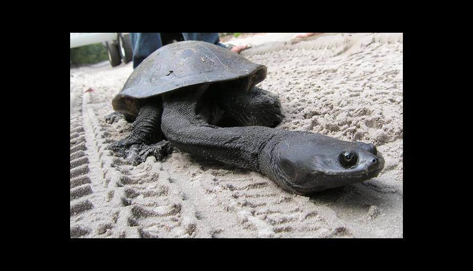 Tortuga cuello largo