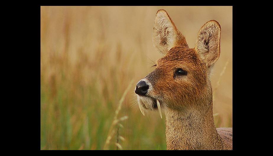 Chinese Water Deer.