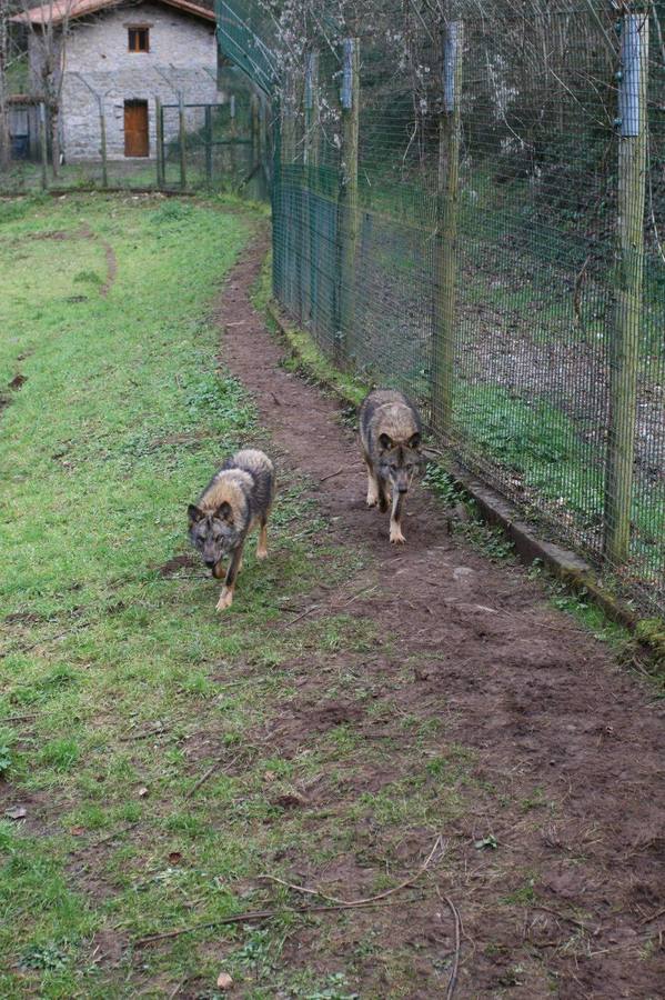 Belmonte impulsa la casa del lobo