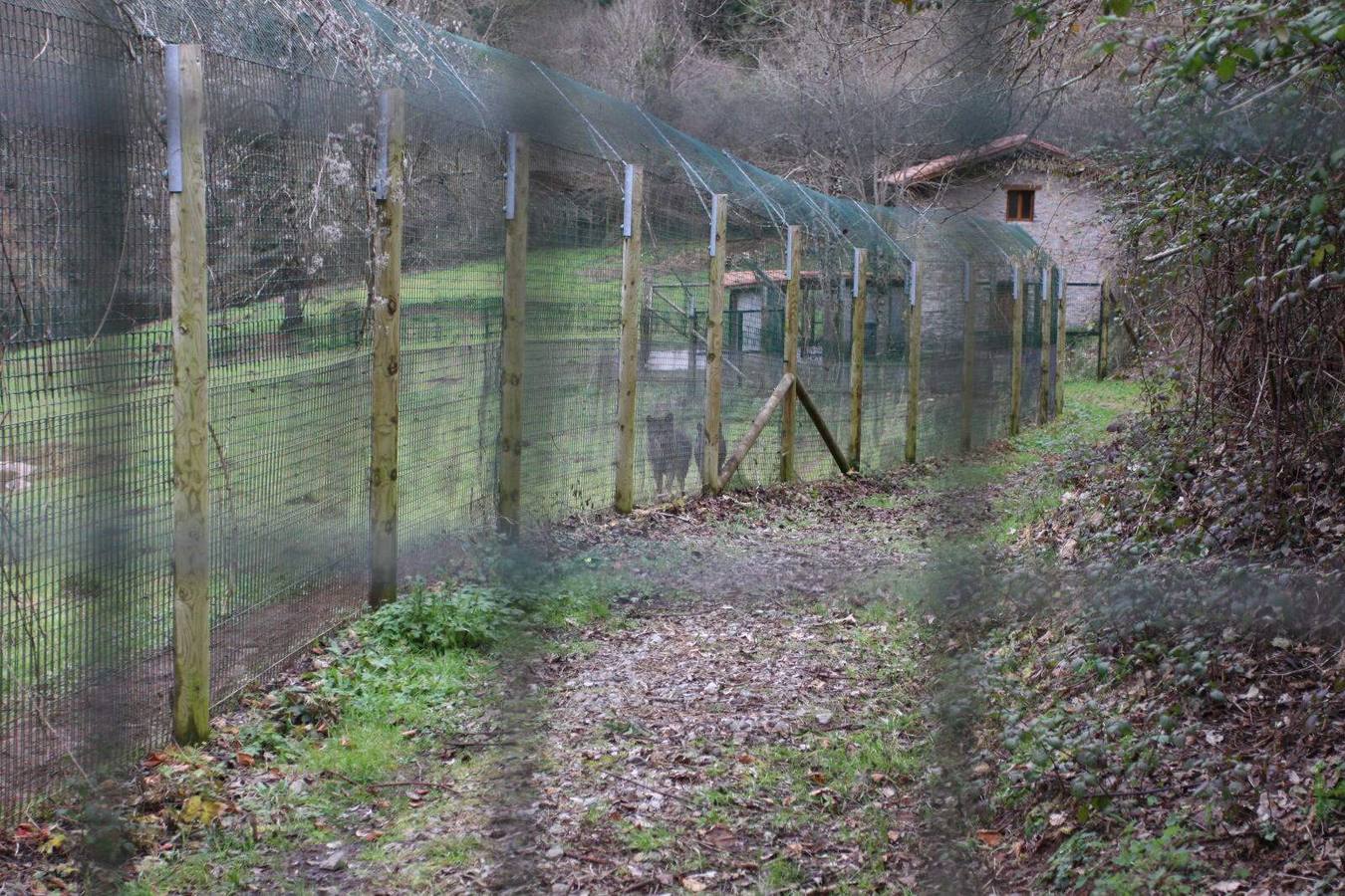 Belmonte impulsa la casa del lobo