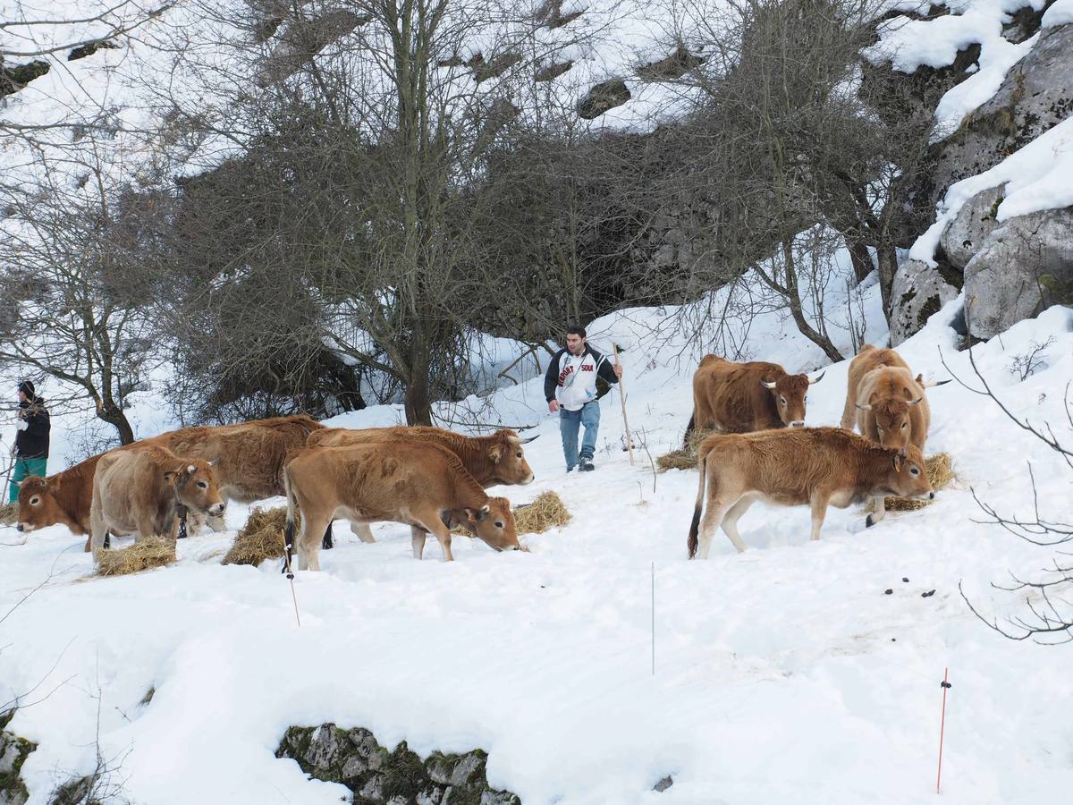 La dura vida en la nieve