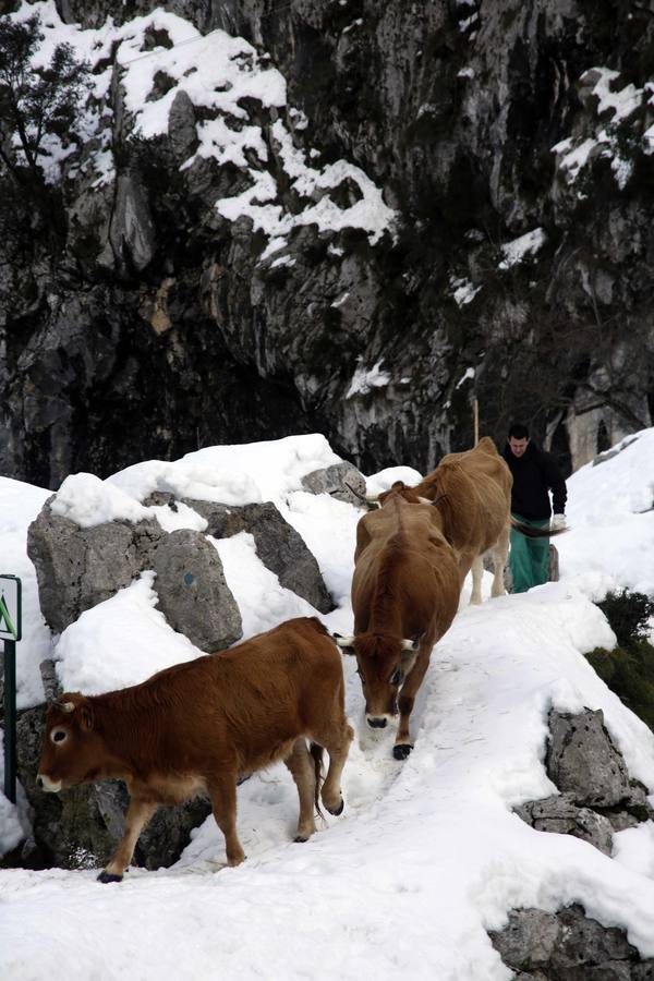 La dura vida en la nieve