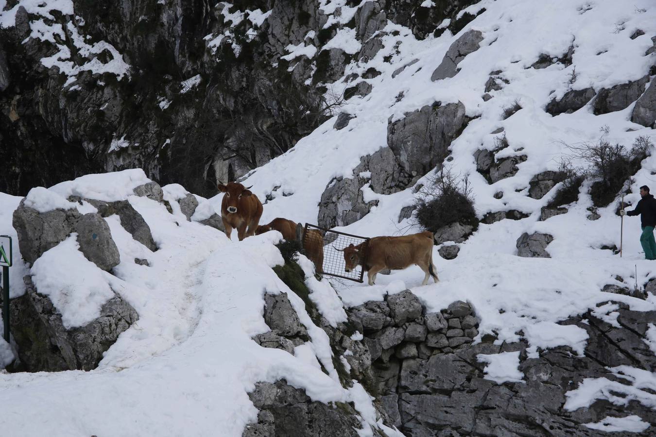 La dura vida en la nieve