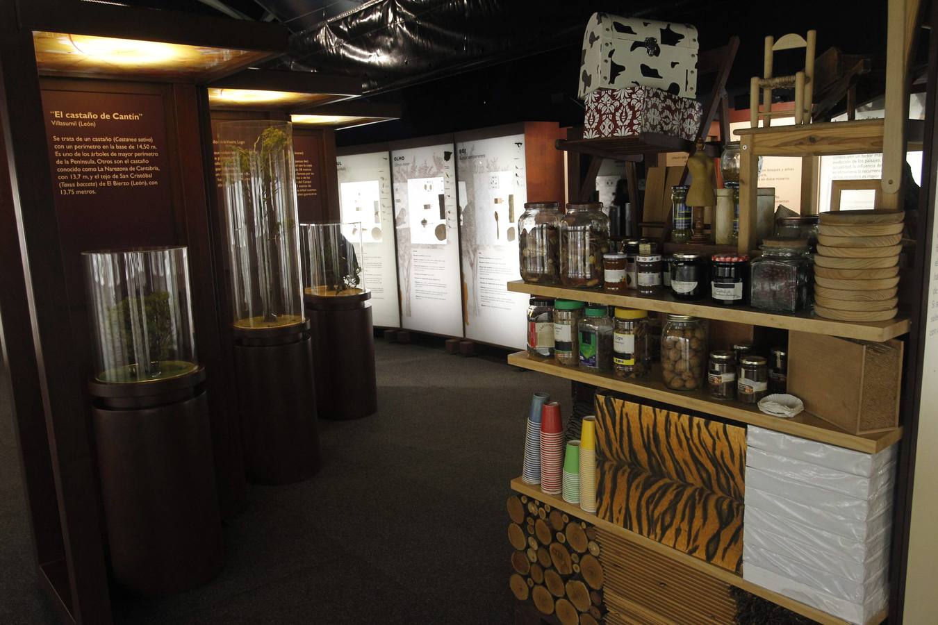 La Caixa ofrece un recorrido por el bosque en la losa de Oviedo