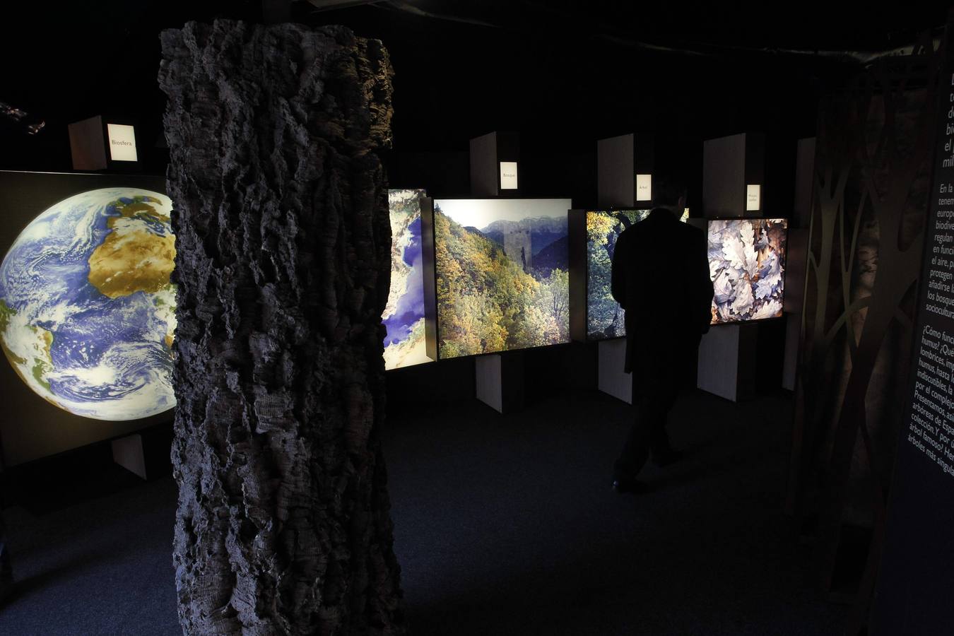 La Caixa ofrece un recorrido por el bosque en la losa de Oviedo