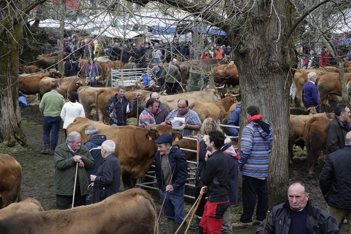 Corao acogió su tradicional feria de marzo con presencia de unas 1.300 cabezas de ganado